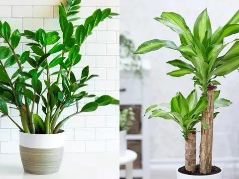 Nhà giàu thường trồng 6 loại cây này trong phòng khách vào 2026 vừa hút tiền, vừa giữ tài lộc