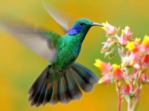 3 ngày sinh Âm lịch 'vàng 10', ai sở hữu chúng dễ dàng vượt qua khó khăn và thành công lớn