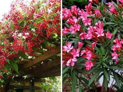 Không phải trồng cây nào cũng tốt: 4 loại cây cảnh không nên trồng, dễ hao tài tán lộc, gia đạo bất an