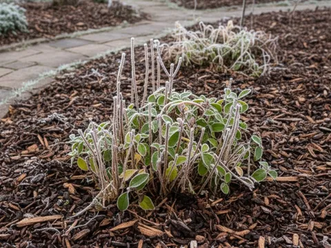 Rắc thứ có sẵn trong nhà ra vườn, đất được “giữ ấm”, cây bật sức khi xuân về