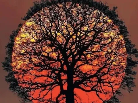 Trắc nghiệm tâm lý: Ánh nhìn đầu tiên tiết lộ hậu vận đời bạn có viên mãn hay không