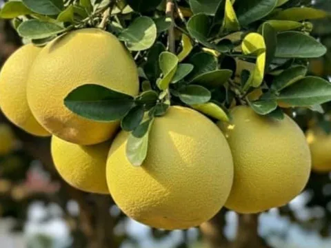 Vì sao cây bưởi được ví là “kho lộc” phong thủy? Bí mật giúp gia chủ tụ tài, giữ của và hút may mắn