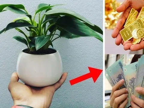 3 loại cây dân buôn chuộng nhất, gọi Tiền Tài theo về