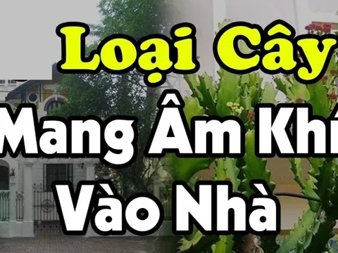 4 loại cây âm trồng trước nhà cây càng xanh người càng suy kiệt, lao đao