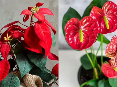 Tết Bính Ngọ 2026: 5 vị trí đặt cây cảnh trong nhà hút tài lộc, sang năm mới hốt vàng hốt bạc