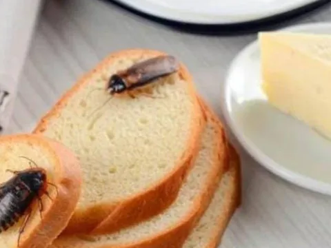 3 cách đuổi gián tại nhà an toàn, hiệu quả, không ảnh hưởng sức khỏe gia đình