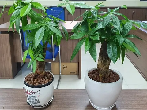 Cây kim ngân - Biểu tượng của tài lộc, may mắn của năm 2026