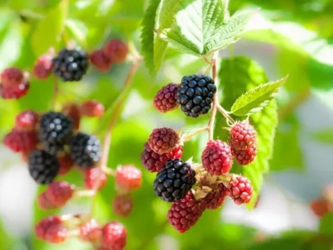 Dâu tằm – “quả nhỏ” nhưng công dụng làm đẹp không hề nhỏ