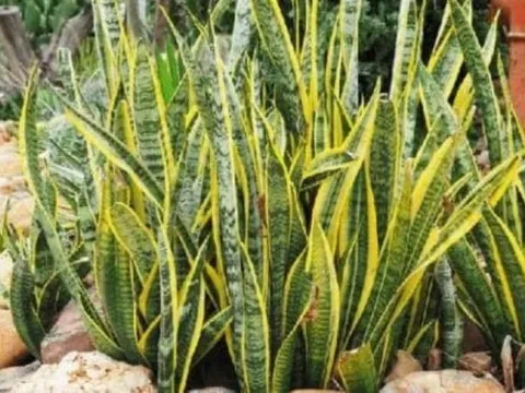 Vị trí đặt cây lưỡi hổ giúp kích hoạt tài lộc, hút may mắn cho gia chủ