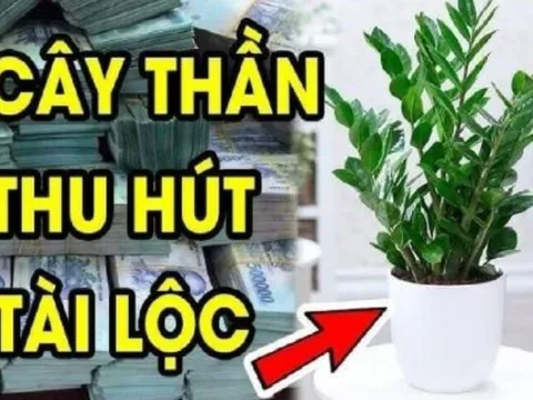 Dân buôn bán cực chuộng 3 cây cảnh này: Vừa “hút” tiền tài, vừa giúp gia chủ khỏe lên trông thấy