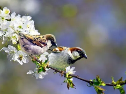 Lập Xuân 2026 vào ngày giờ nào và có gì đặc biệt?