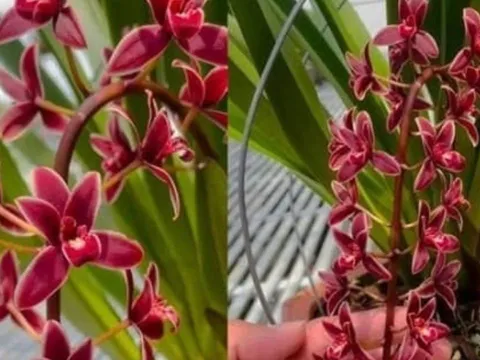 3 loại hoa “vượng tài - trấn trạch” mạnh hơn lưỡi hổ, kim tiền: Trồng càng nhiều, gia chủ càng phát lộc