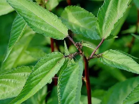 Loại rau nhiều sắt hơn thị bò: Vườn mọc xum xuê mà nhiều người nhổ bỏ