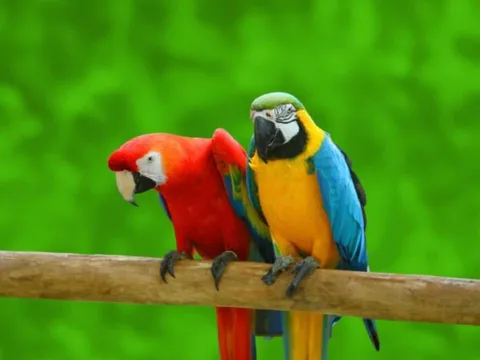 Trắc nghiệm tâm lý: Trực giác chọn đôi vẹt may mắn, hé lộ vận may và tính cách của bạn