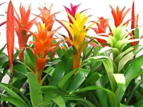 4 loại hoa tuyệt đối đừng mang đi biếu tặng: Nhà có thì giữ lại, đem cho dễ “hao lộc, tán may”