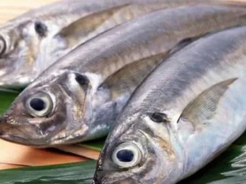 Cá biển và cá nước ngọt: Loại nào tanh hơn, loại nào tốt cho sức khỏe hơn?