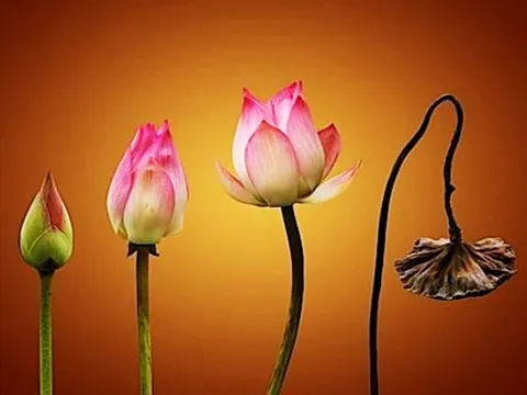 Dù bạn là ai cũng không thể thoát khỏi 5 loại “Nhân quả” này