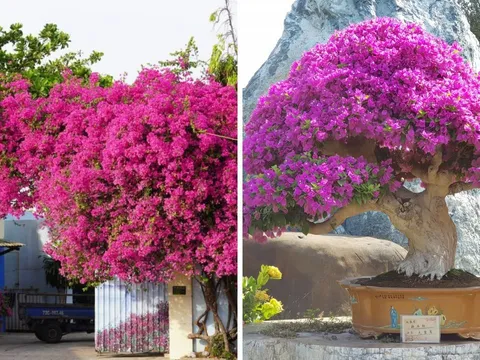 2 tuổi này trồng hoa giấy là "đắc tài, đắc lộc": Hoa tốt tươi tài khí theo vào nhà