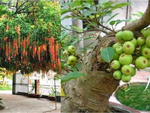 4 cây trồng trước cổng gọi Thần Tài vào, 2 cây làm Tiền rơi rớt