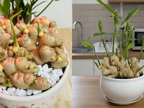 Người thuộc 2 mệnh này trồng gừng phong thủy, Tết Bính Ngọ 2026 hưởng trọn Lộc Trời