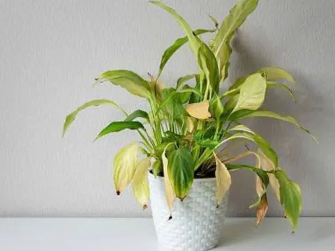Những loại cây cảnh được xem là biểu tượng của vận xui: Trong nhà đang trồng nhớ vứt bỏ ngay