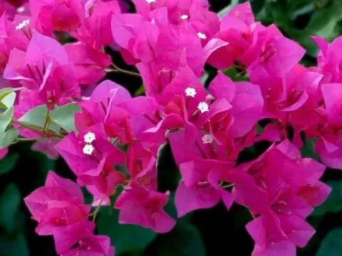 Phân biệt hoa giấy “đực” và hoa giấy “cái”: Bí quyết trồng hoa giấy sai hoa, tốt lá nhưng không ra bông