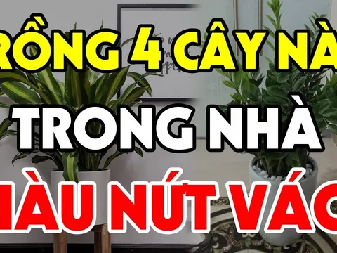 4 loại cây trồng trước nhà nào nhà đó đổi vận: Nghèo mấy cũng hóa giàu có viên mãn