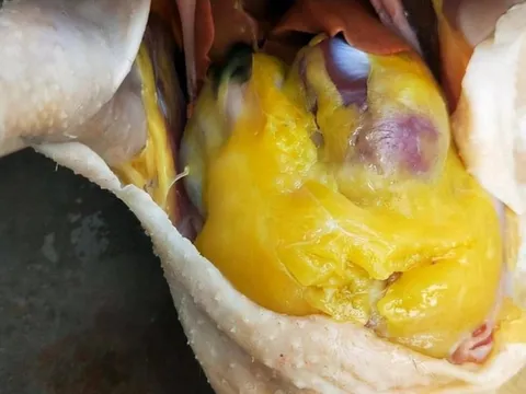 Bụng gà có cục mỡ vàng đừng vứt bỏ, người sành lấy làm món ngon