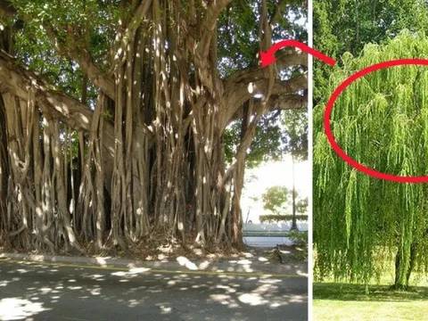 4 loại cây trồng trước nhà nào nhà đó nghèo khổ: Cả người và của đều lao đao