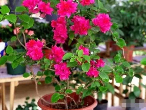 Bí quyết giúp hoa giấy nở kín cành, bền màu đến Tết nhờ loại nước “rẻ bèo” ai cũng có