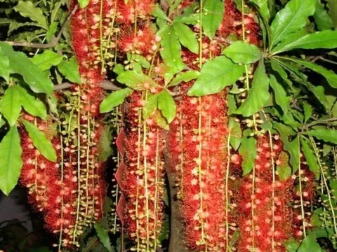 Cây lộc vừng đẹp, hút lộc nhưng vì sao nhiều người kiêng trồng trước cổng?