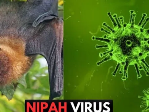 Dơi mang virus Nipah thường ăn một loại quả quen thuộc tại Việt Nam:  Bộ Y tế khuyến cáo