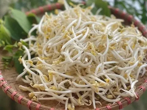 7 lợi ích bất ngờ của việc ăn giá đỗ thường xuyên