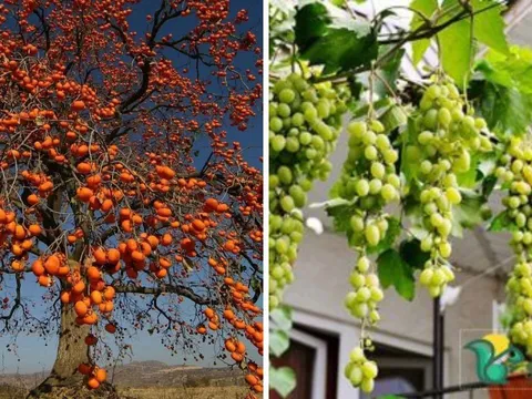 Người xưa căn dặn: Trồng 4 loại cây này trong sân, con cháu dễ gặp giàu sang, phú quý