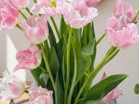 Tết này đừng chỉ cắm lay ơn, thược dược: Loài hoa “đổi màu” diệu kỳ đang được săn lùng, càng nở càng hút lộc