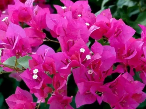 Hoa giấy mãi không nở? Áp dụng ngay bí quyết “thêm 3, bớt 1” để cây bung hoa rực rỡ