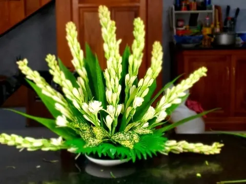 4 loài hoa Tụ Cát Khí - Giữ Phúc Lành, tết cắm trong nhà là lộc đến