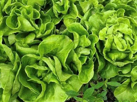 5 người nên hạn chế ăn rau xà lách