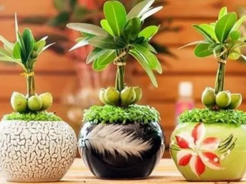 6 loại cây nên trồng cuối năm vừa hợp phong thủy vừa giúp gia chủ chiêu tài lộc