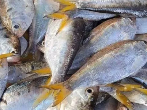 Đi chợ gặp loại cá này nên mua ngay: Canxi cao gấp 3 lần sữa, rẻ hơn thịt, bán đầy chợ Việt