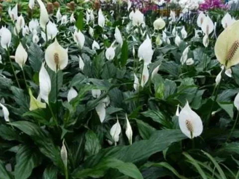 Cây Lan Ý mang may mắn, tài lộc cho người mệnh Thủy, Kim: Chăm thế nào để cây xanh tốt quanh năm?