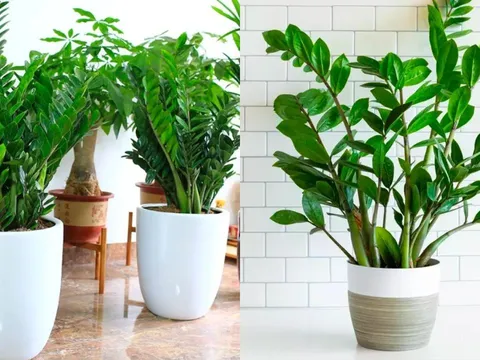 3 loại cây tài lộc nên đặt trong nhà vào Tết Bính Ngọ 2026