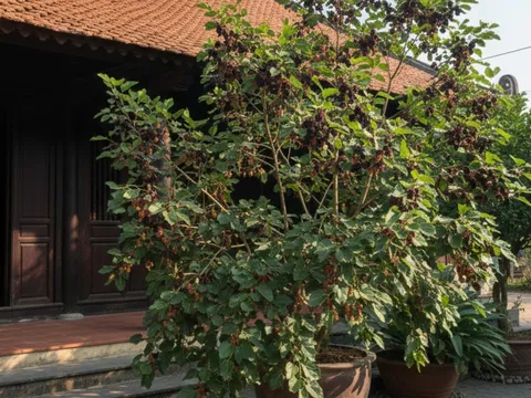 Năm Bính Ngọ nên tránh trồng 3 loại cây này để hạn chế xui rủi, giữ vận khí ổn định