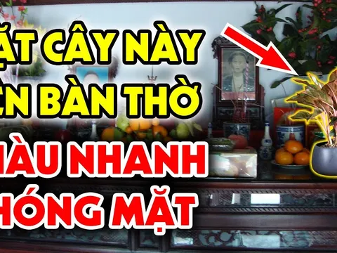 4 loại cây đặt lên bàn thờ: Gia chủ có nghèo tới mấy cũng đổi vận giàu có