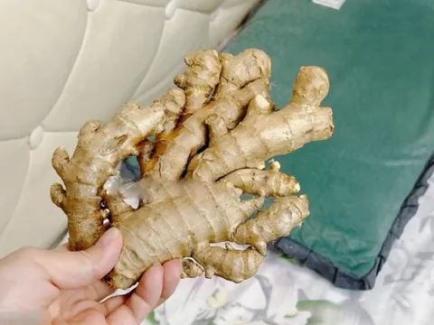 5 lợi ích khi đặt một củ gừng cạnh gối khi ngủ