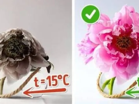 Bí quyết chăm hoa nở đúng Tết 2026: Nhanh bung nụ, lâu tàn, sắc rực rỡ