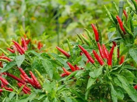 Trồng cây ớt trước nhà có tốt không? Gia chủ đón may mắn hay rước điều xấu?