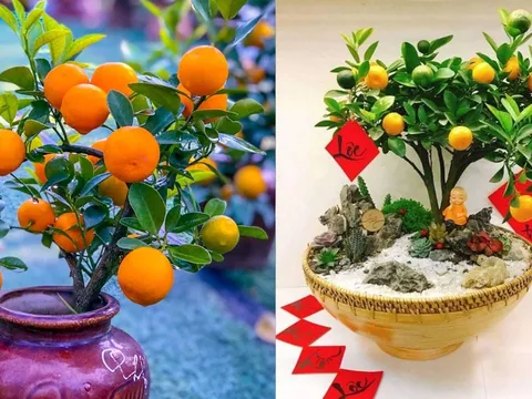 Vị trí đặt cây quất ngày Tết giúp kích hoạt tài lộc, gia chủ càng làm càng phất, giàu có vang danh
