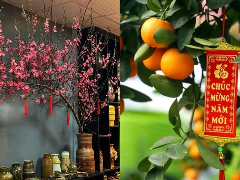 3 vị trí không nên đặt cây quất, cây đào ngày Tết: Là đại kỵ khiến tiền của đội nón ra đi