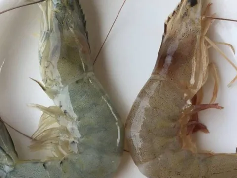 Người bán tôm tiết lộ: cách phân biệt tôm nuôi và tôm tự nhiên cực dễ, ai cũng làm được